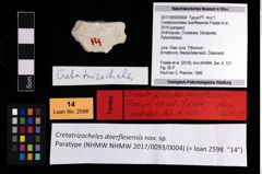 Foto (Objekt + Etikett) von Cretatrizocheles doerflesensis (Fraaije et al., 2019)  (NHMW-GEO-2017-0093-0004)